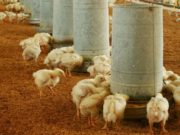 Senasa prohibió el uso de productos veterinarios que contengan colistina