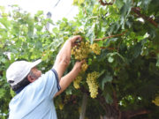 San Luis: comenzó la cosecha de uva blanca para pasas en “Sol Puntano”