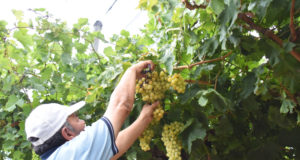 San Luis: comenzó la cosecha de uva blanca para pasas en “Sol Puntano”