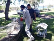 San Luis: víctimas de una poda ilegal, la Policía Ambiental rescató a 19 garzas brujas en San Francisco