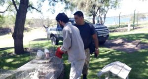 San Luis: víctimas de una poda ilegal, la Policía Ambiental rescató a 19 garzas brujas en San Francisco