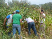La ONU apoya la producción campesina