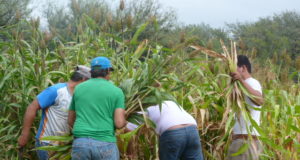 La ONU apoya la producción campesina