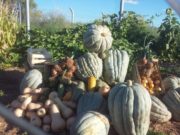 San Luis: internos del penal Pampa de las Salinas cultivan hortalizas