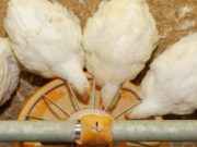 Actualizaron el marco normativo de los alimentos medicados para animales