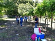 Extraen muestras vegetales de nogales Pecán para determinar variedades