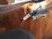 Está asegurada la disponibilidad de vacunas antibrucélicas