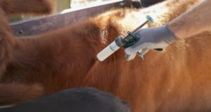 Está asegurada la disponibilidad de vacunas antibrucélicas