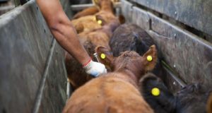 Nueva estrategia para el control y la erradicación de brucelosis bovina