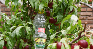 El Programa Mosca de los Frutos suma herramientas