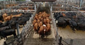 La hacienda tuvo suba real del orden del 18% en los últimos dos meses.