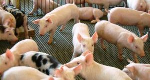 ¿Tendrá la producción de cerdos su revancha este año?