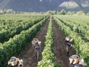 Preocupación en Coninagro por la vendimia en Mendoza