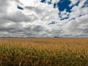 Cargill planifica inversiones en América Latina