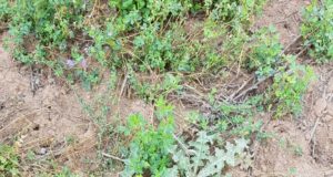 San Luis: manejo de malezas en alfalfa en la región semiárida