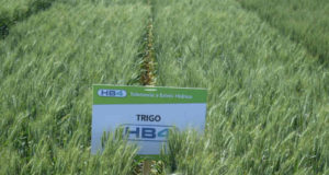 Bioceres avanza con la desregulación del trigo HB4® en Brasil
