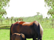 Argentina abre el mercado de embriones equinos a Kenia