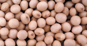 Argentina aprueba un nuevo evento biotecnológico para soja