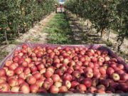 Las peras y manzanas se quedarán en casa…