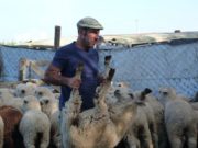 Ley Ovina en San Luis: entregaron ovejas a productor del paraje La Esquina