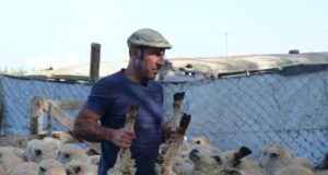 Ley Ovina en San Luis: entregaron ovejas a productor del paraje La Esquina