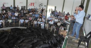 Mondino en Buena Esperanza: el ternero liviano se vendió con un máximo de $94,40
