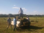 Comercializan la producción comunitaria de alfalfa en el norte de San Luis