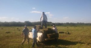 Comercializan la producción comunitaria de alfalfa en el norte de San Luis