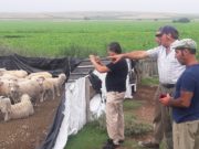 Ley Ovina en San Luis: entregaron ovejas a un productor de Liborio Luna