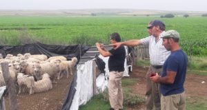 Ley Ovina en San Luis: entregaron ovejas a un productor de Liborio Luna