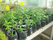 Científicos cordobeses proponen usar un hongo para proteger un árbol amenazado