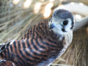 Liberaron en San Luis a 36 aves recuperadas del tráfico ilegal