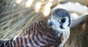 Liberaron en San Luis a 36 aves recuperadas del tráfico ilegal