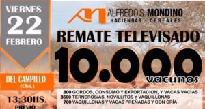 Mondino remata 10.000 vacunos en su televisado del viernes 22