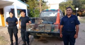 San Luis: la policía logró que diez vecinos entregaran voluntariamente 23 pájaros que tenían cautivos