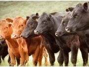 Cómo funcionará el nuevo Plan Nacional de Control y Erradicación de Brucelosis Bovina