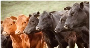Cómo funcionará el nuevo Plan Nacional de Control y Erradicación de Brucelosis Bovina