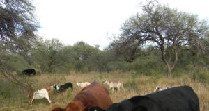 Producción de carne en pastizal natural y pasturas de buffel grass pastoreada por bovinos y caprinos