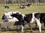 Se contemplarán las pruebas diagnósticas previas a la vigencia del nuevo plan de brucelosis bovina