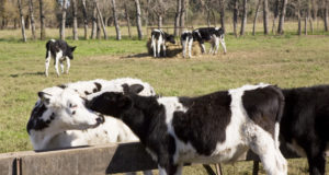 Se contemplarán las pruebas diagnósticas previas a la vigencia del nuevo plan de brucelosis bovina