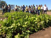 Primera cosecha de la huerta comunitaria en el Vivero Municipal de Mercedes