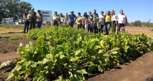 Primera cosecha de la huerta comunitaria en el Vivero Municipal de Mercedes