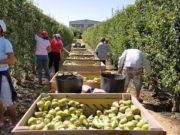 Empresas que exportaron fruta con plaga fueron sancionadas