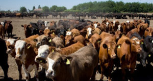 La res con hueso de hembra deberá pesar 140 kilos
