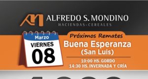 Mondino rematará mañana 4.000 vacunos en Buena Esperanza