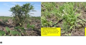 Manejo de malezas y herbicidas en San Luis: control de rama negra en barbecho de invierno