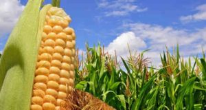 El maíz afianza producción y exportación