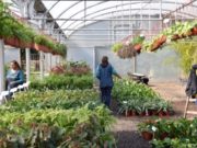 San Luis: el vivero provincial realizará una capacitación en reproducción de plantas