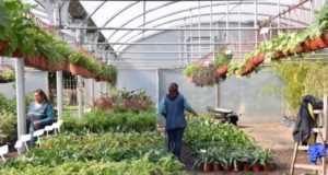 San Luis: el vivero provincial realizará una capacitación en reproducción de plantas