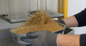 Clausuran Molinos Harineros de Trigo